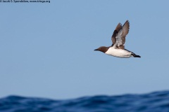 Common Murre