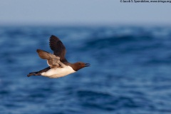 Common Murre