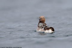 Common Murre