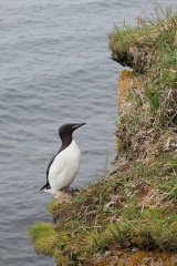 Thick-billed Murre