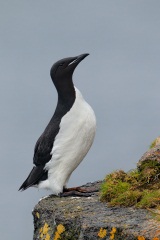 Thick-billed Murre