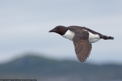 Thick-billed Murre