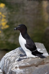 Razorbill