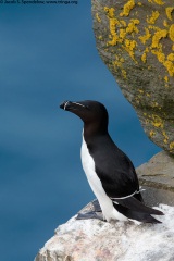 Razorbill