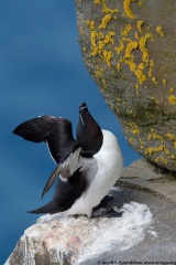 Razorbill