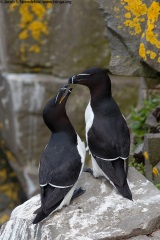 Razorbill