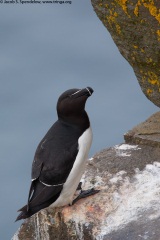 Razorbill