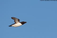 Razorbill