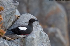 Black Guillemot