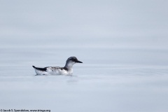 Pigeon Guillemot