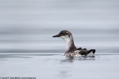 Pigeon Guillemot