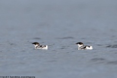 Marbled Murrelet