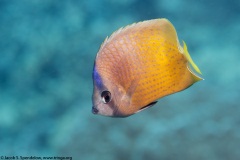 Blacklip Butterflyfish