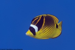 Raccoon Butterflyfish