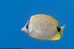 Milletseed Butterflyfish