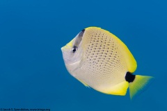 Milletseed Butterflyfish