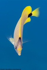 Milletseed Butterflyfish