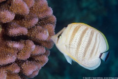 Multiband Butterflyfish