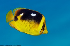 Fourspot Butterflyfish