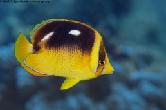 Fourspot Butterflyfish