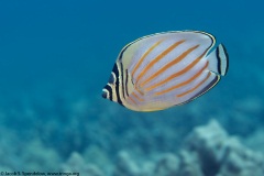 Ornate Butterflyfish