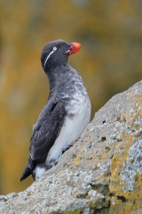 Parakeet Auklet