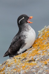 Parakeet Auklet