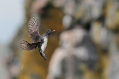 Parakeet Auklet