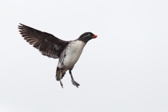 Parakeet Auklet