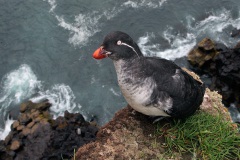 Parakeet Auklet