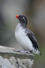 Parakeet Auklet