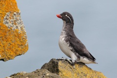 Parakeet Auklet