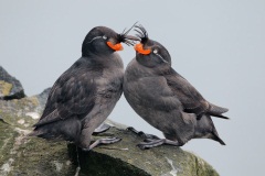 Crested Auklet