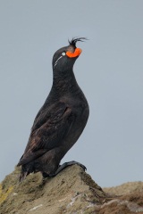 Crested Auklet