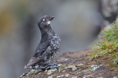 Least Auklet