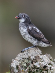 Least Auklet