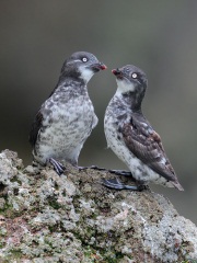 Least Auklet