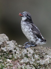 Least Auklet