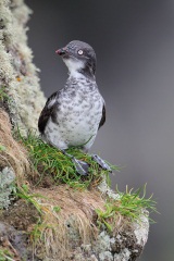 Least Auklet