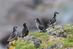 Least Auklet