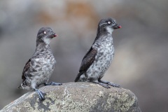 Least Auklet