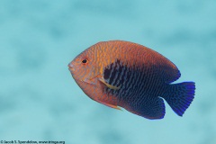 Potter's Angelfish