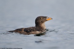 Rhinoceros Auklet