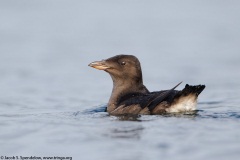 Rhinoceros Auklet