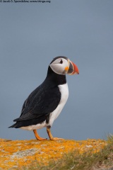 Atlantic Puffin