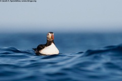 Atlantic Puffin