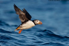 Atlantic Puffin