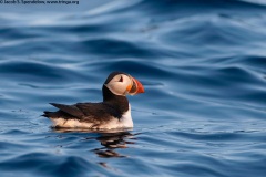 Atlantic Puffin