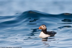 Atlantic Puffin