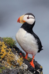 Horned Puffin